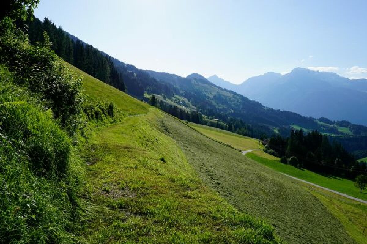 Eine gemähte Wiese am Berghang