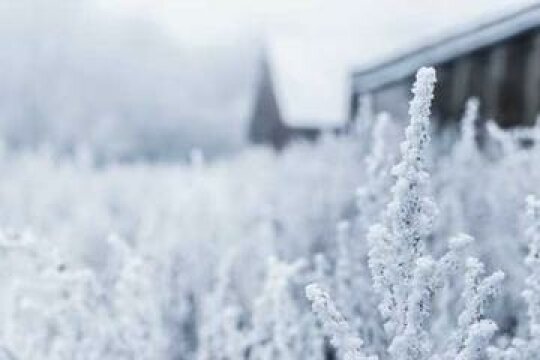 Frost